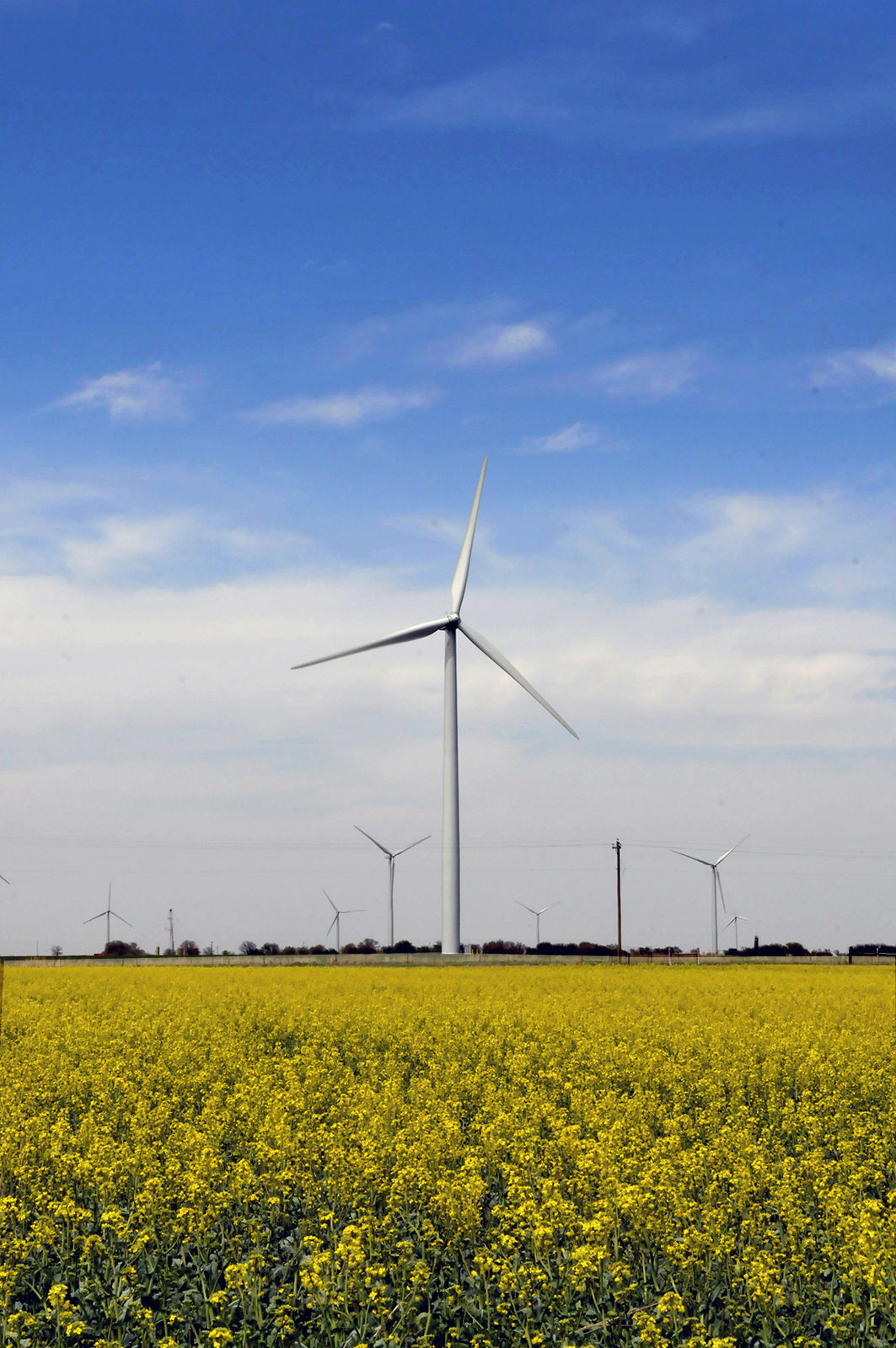 Progress Farming Canola 2 BH.jpg